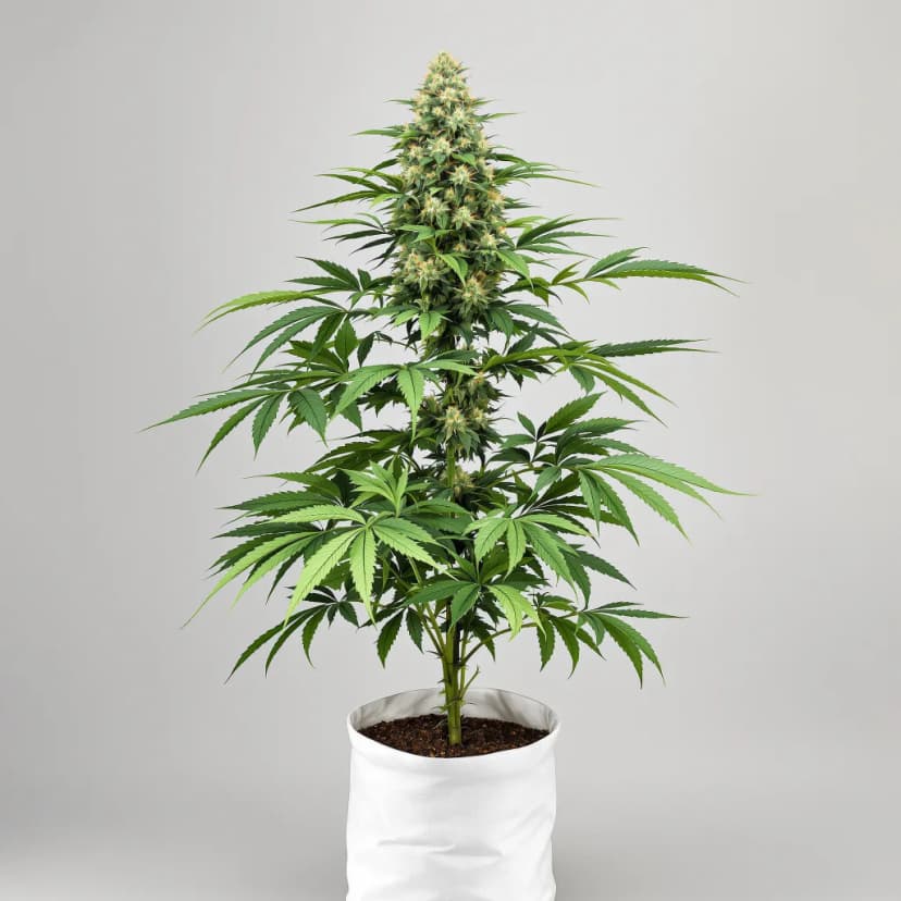 Black Mamba autoflower cannabis plant