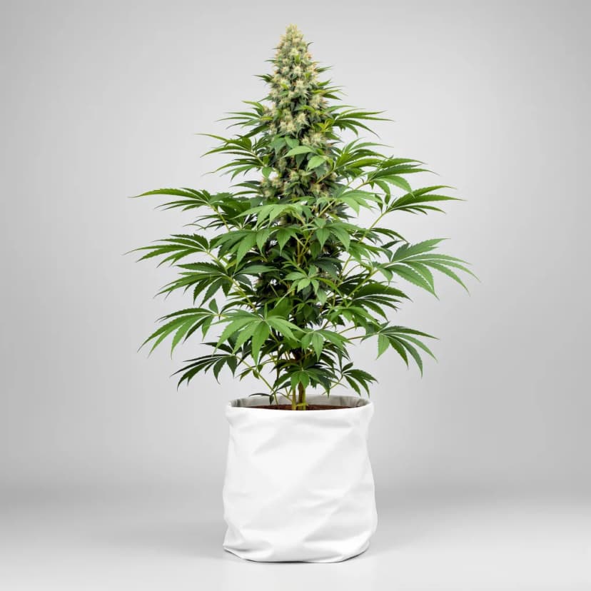 Black Rose feminized cannabis plant
