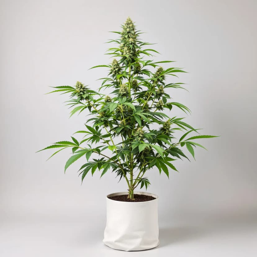 Black Russian feminized cannabis plant