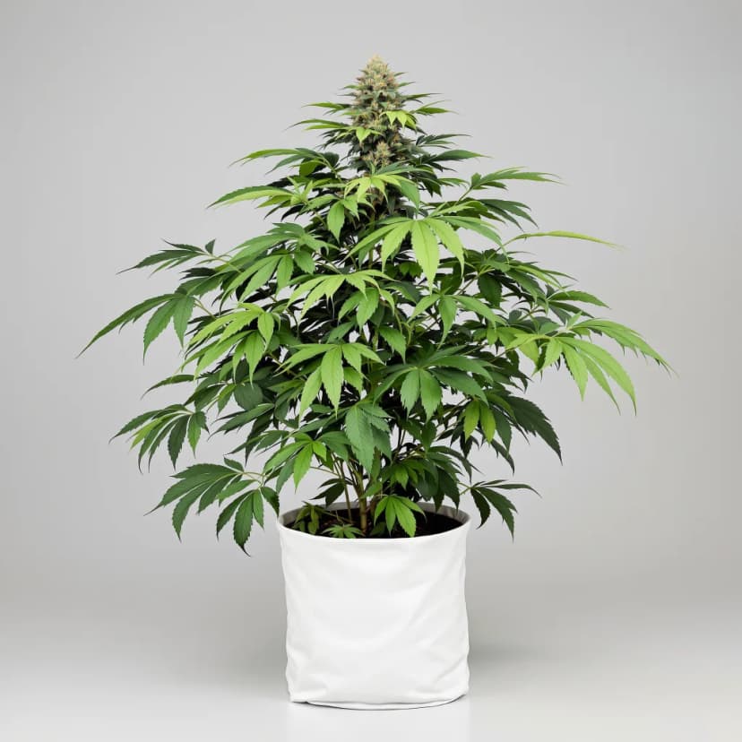 Black Widow feminized cannabis plant