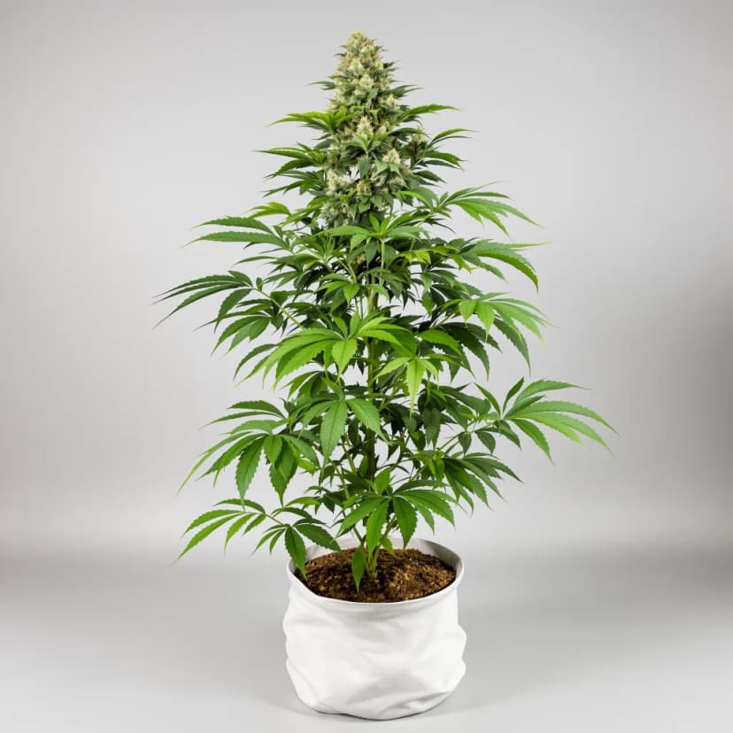 Blackberry Cream feminized cannabis plant