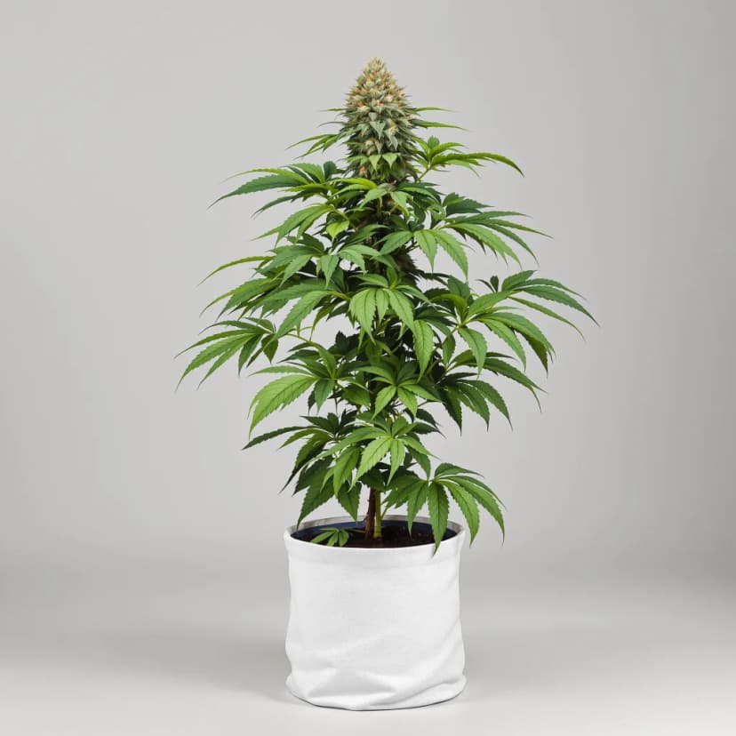 Blackberry Hashplant feminized cannabis plant