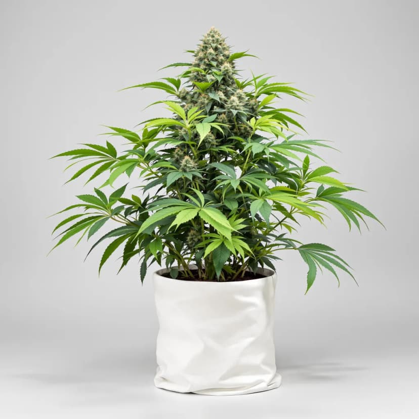 Blackberry Kush feminized cannabis plant