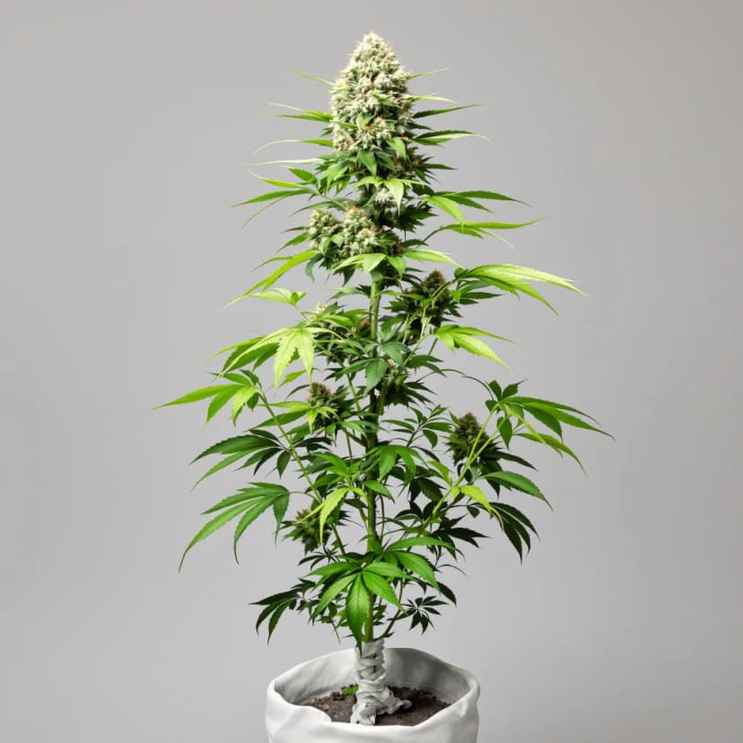 Blackberry Pie feminized cannabis plant
