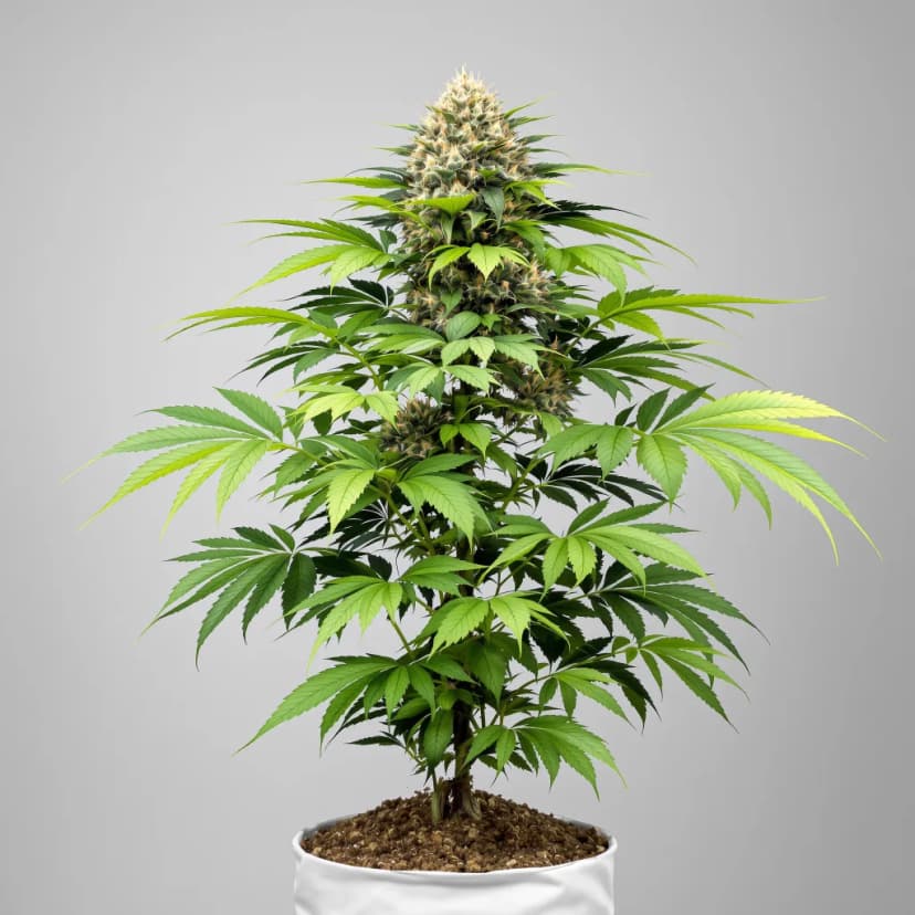 Blackberry Rhino feminized cannabis plant