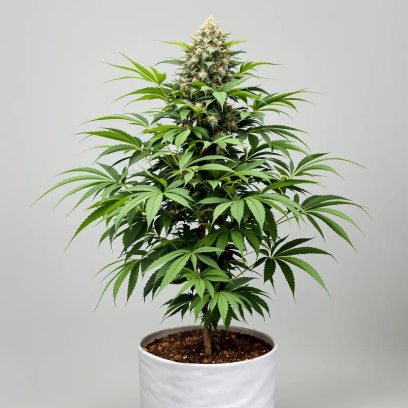 Bloos Kloos feminized cannabis plant