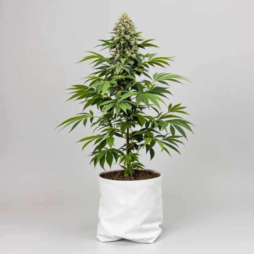 Blue Alien feminized cannabis plant