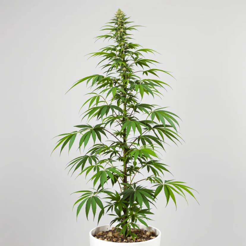 Blue Amnesia autoflower cannabis plant