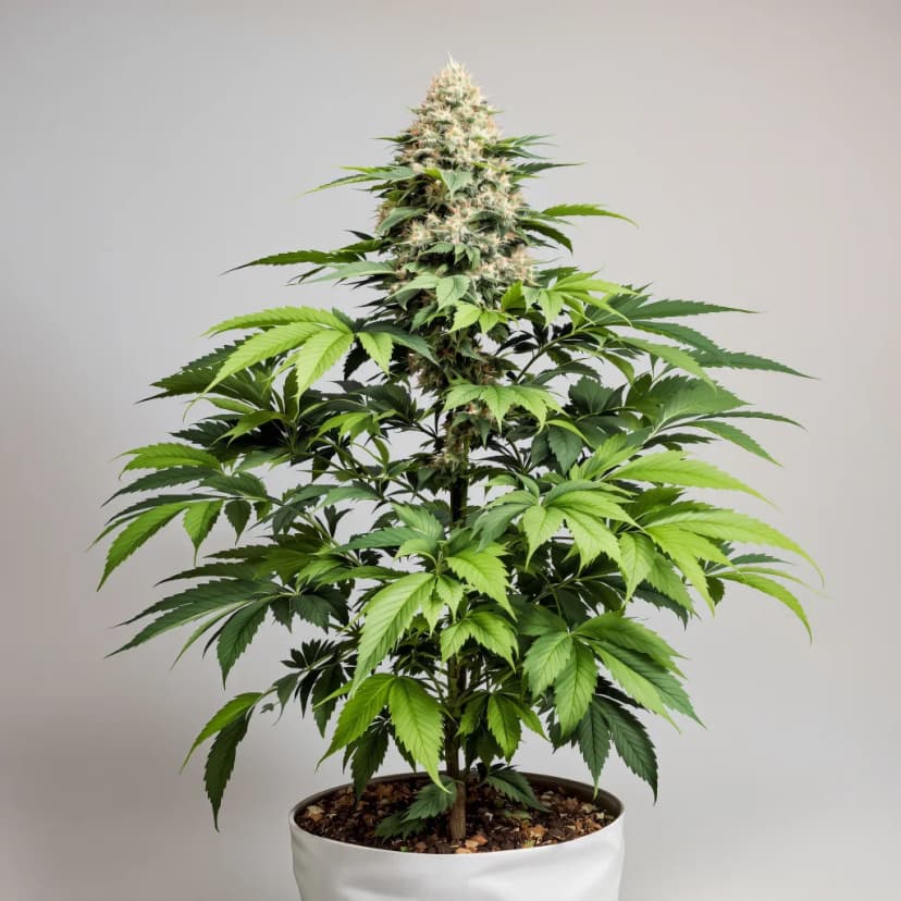Blue Buddha feminized cannabis plant