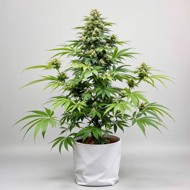Blue Cheese cannabis seeds packaging, Royal King Seeds USA
