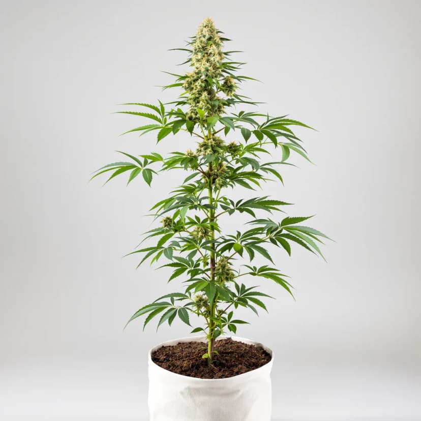 Blue Cheese feminized cannabis plant