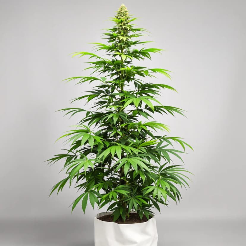 Blue Cinex feminized cannabis plant