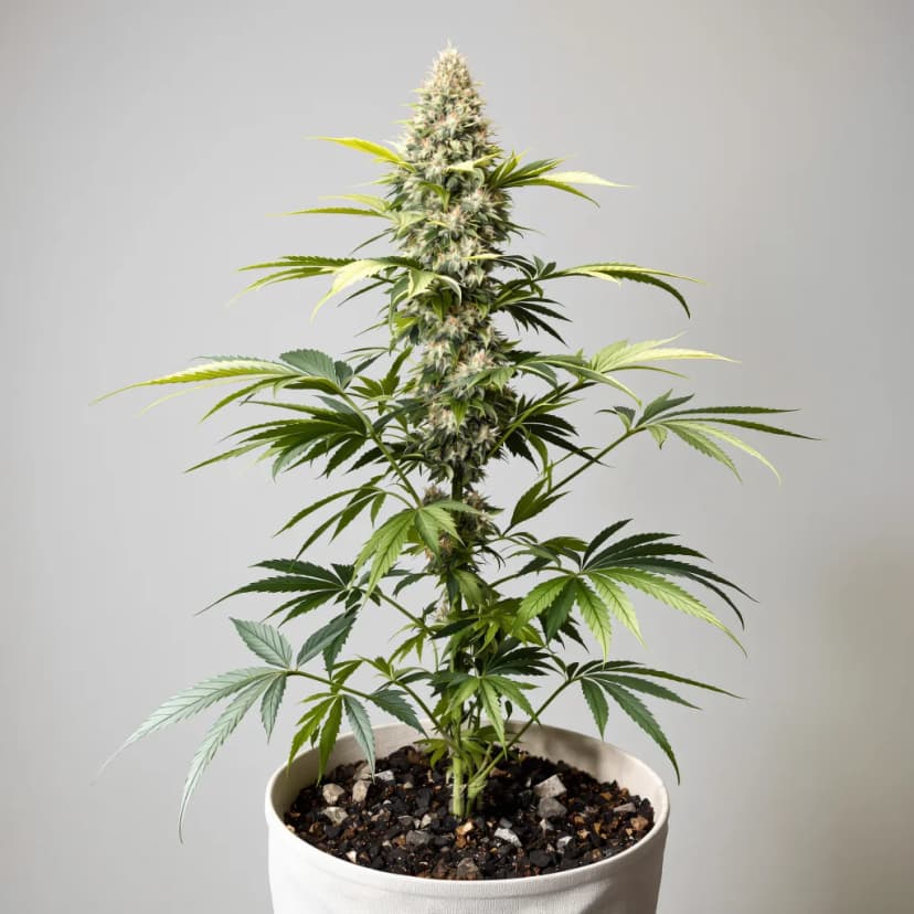 Blue Cookies autoflower cannabis plant