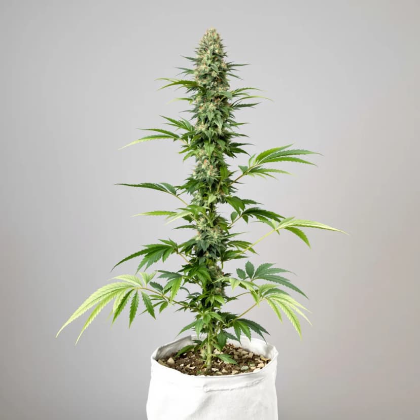 Blue Cookies feminized cannabis plant