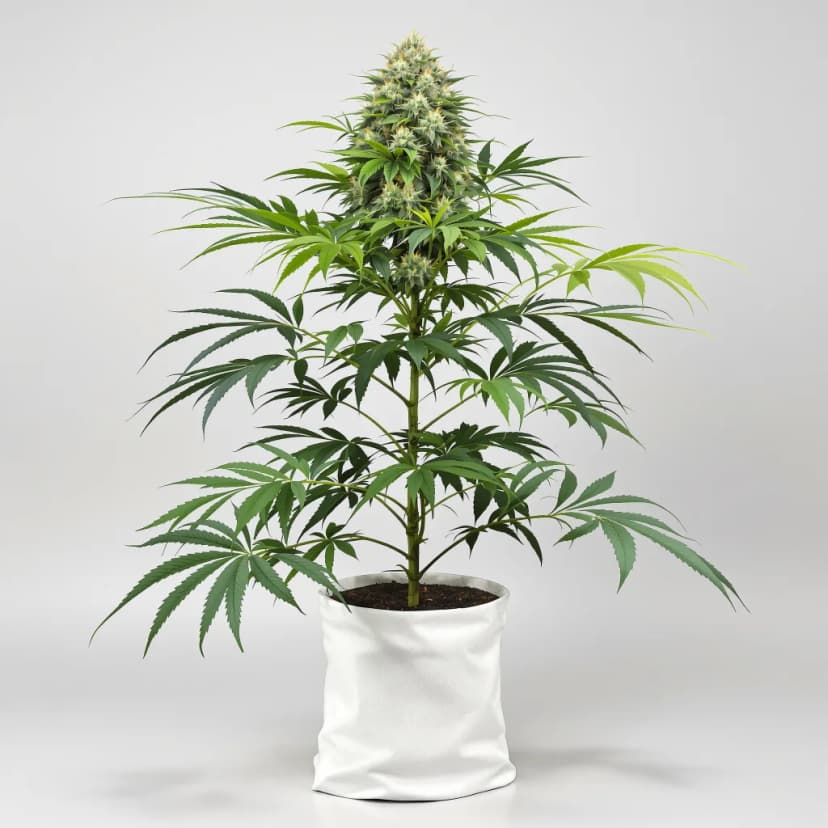 Blue Diesel feminized cannabis plant
