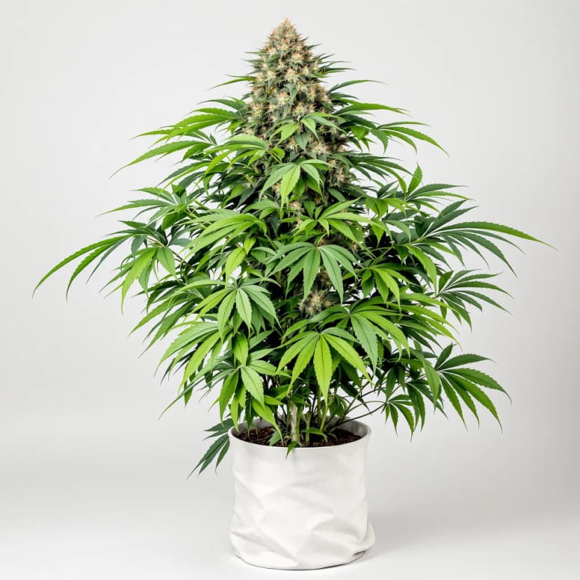 Blue Dynamite autoflower cannabis plant