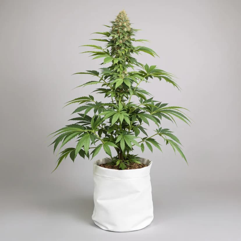 Blue Dynamite feminized cannabis plant