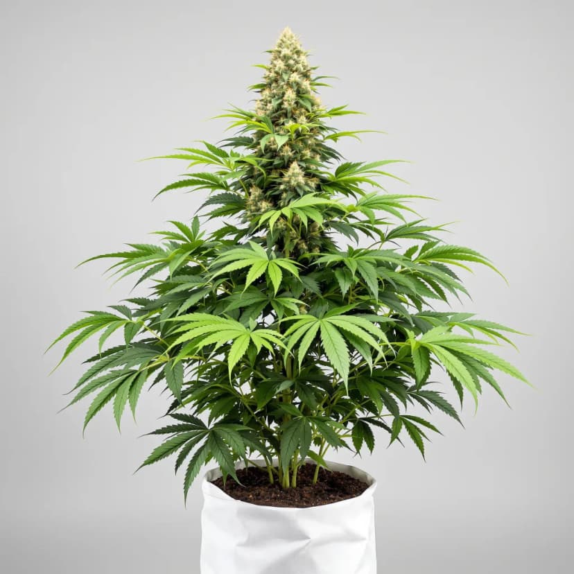 Blue Frost feminized cannabis plant