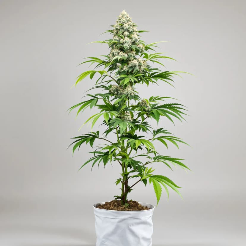 Blue Galaxy autoflower cannabis plant