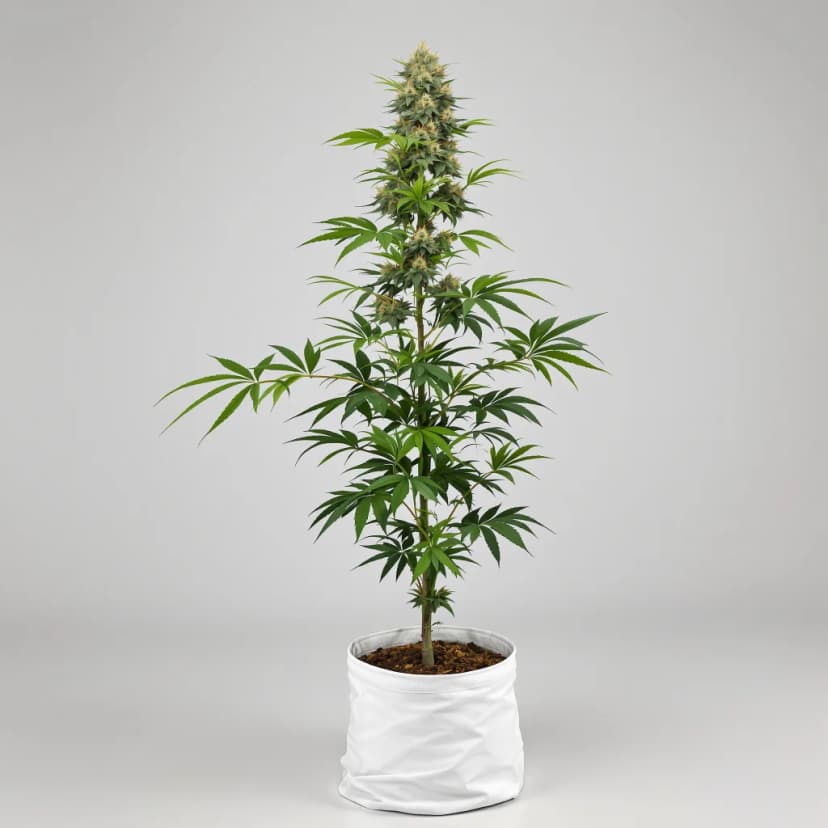 Blue God feminized cannabis plant
