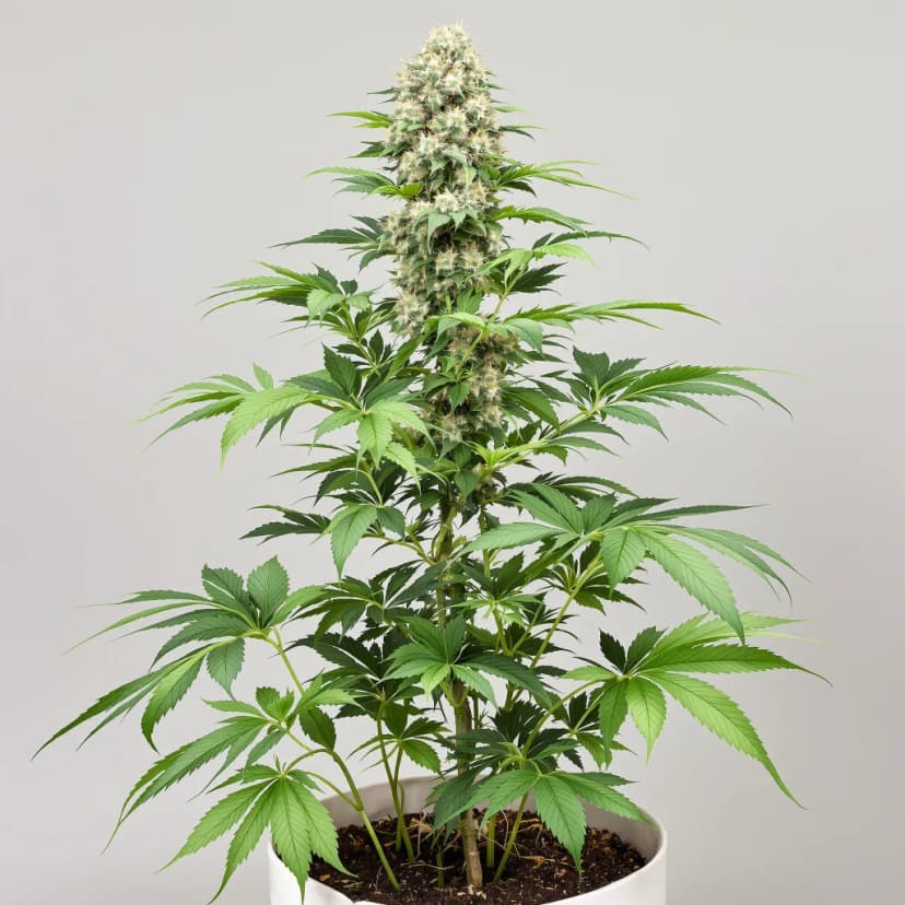 Blue Hawaiian feminized cannabis plant