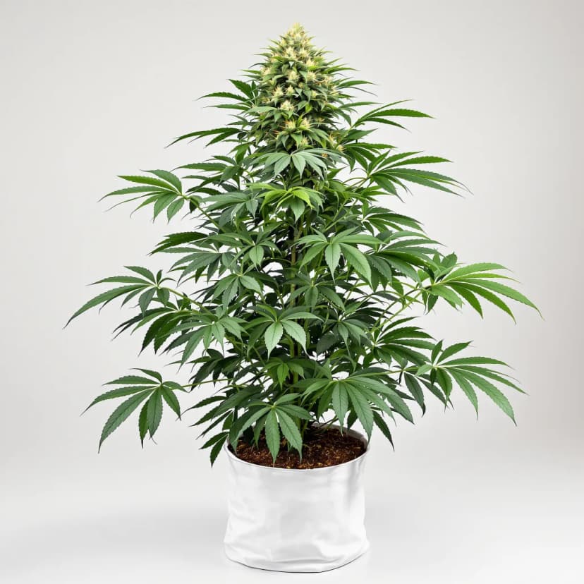 Blue Jack City autoflower cannabis plant