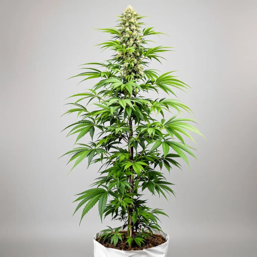 Blue Kiss autoflower cannabis plant