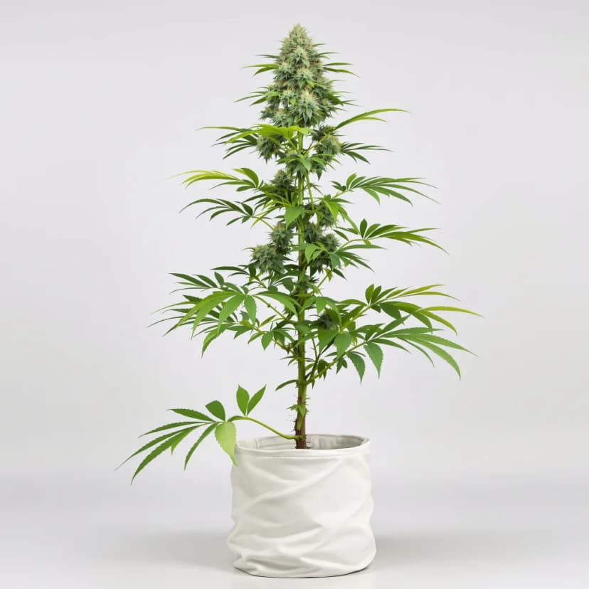 Blue Kush feminized cannabis plant
