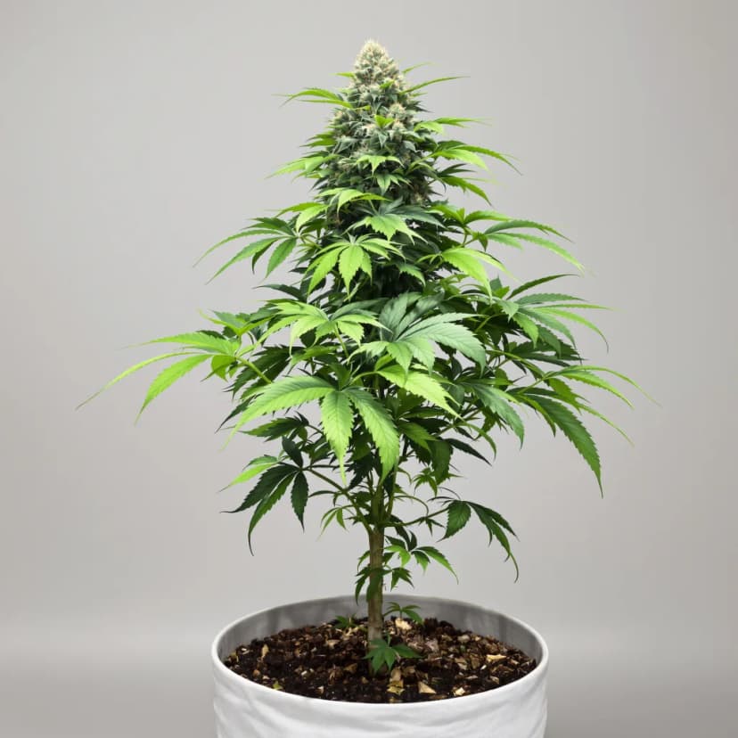 Blue Lights feminized cannabis plant