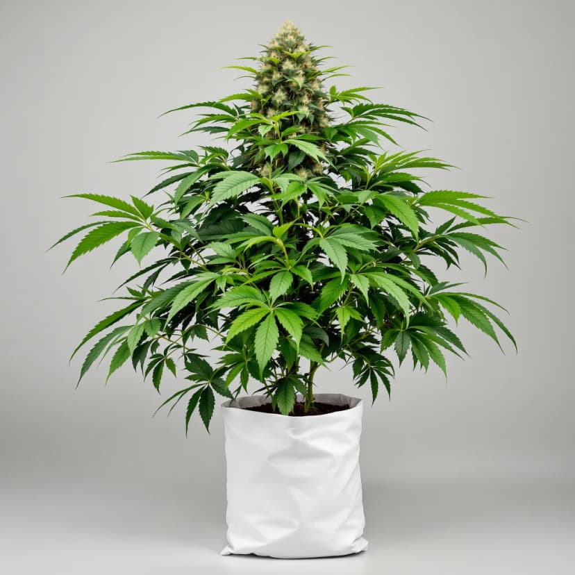Blue Magoo feminized cannabis plant