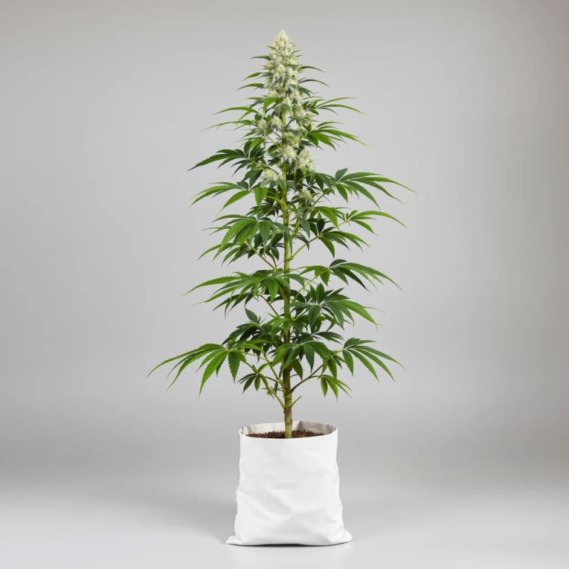 Blue Mango autoflower cannabis plant