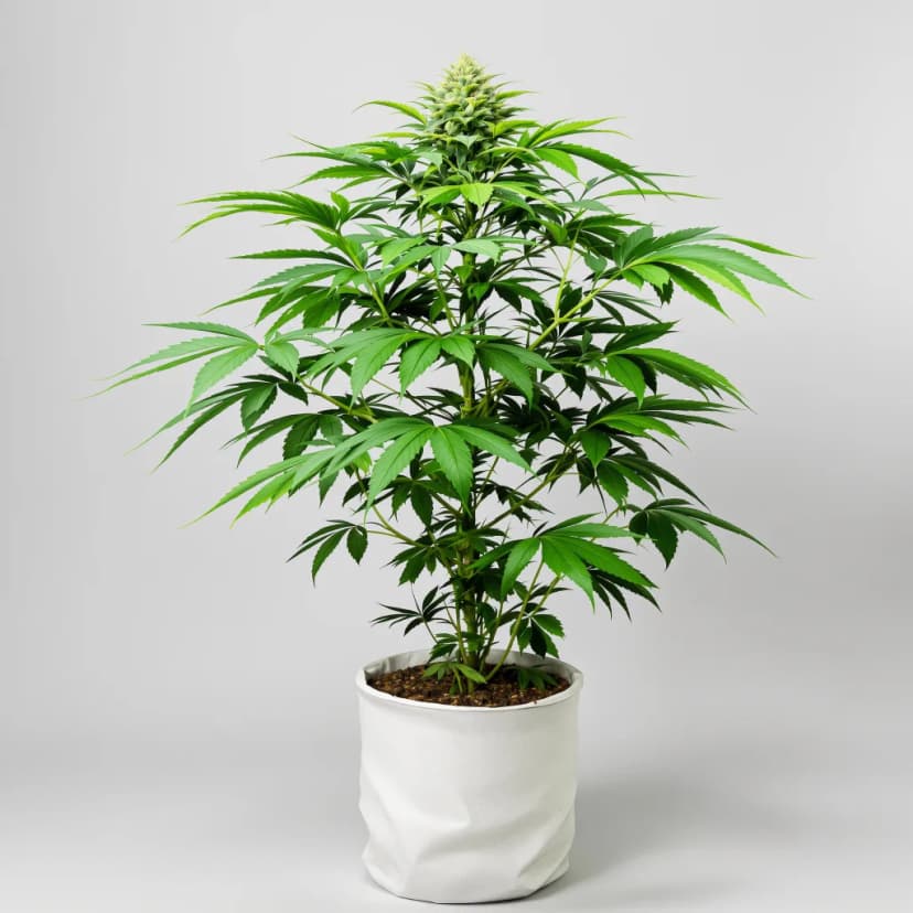 Blue Monster feminized cannabis plant