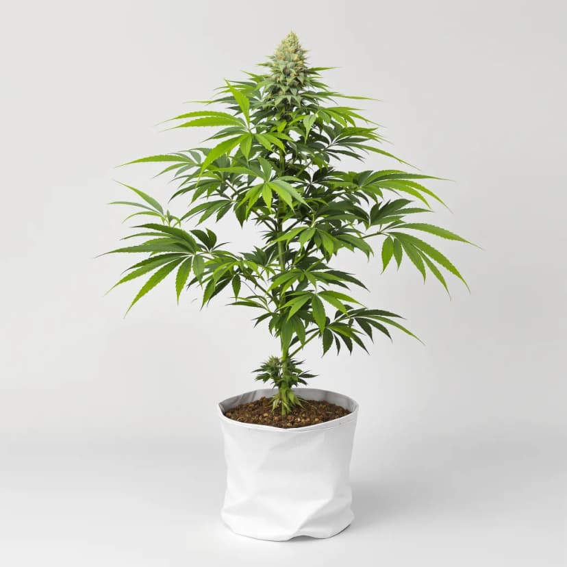 Blue Moon Rocks feminized cannabis plant