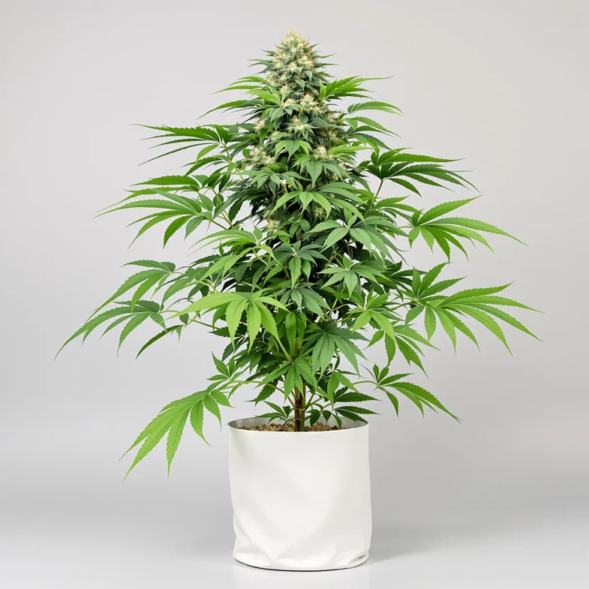 Blue Ox autoflower cannabis plant