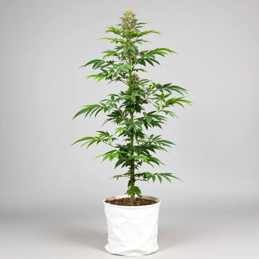 Blue Power feminized cannabis plant