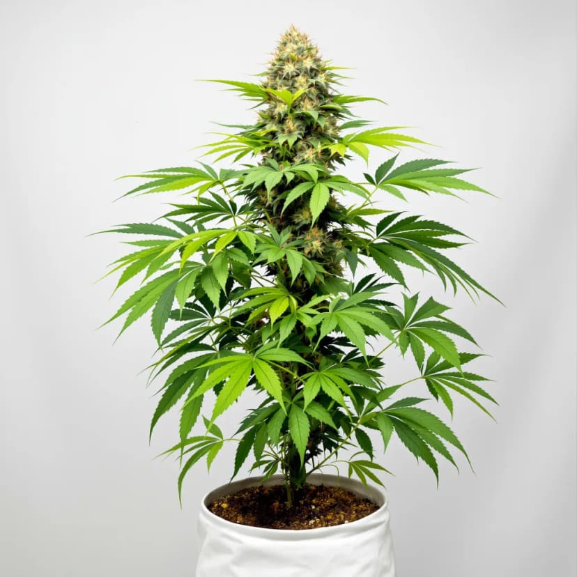 Blue Widow feminized cannabis plant