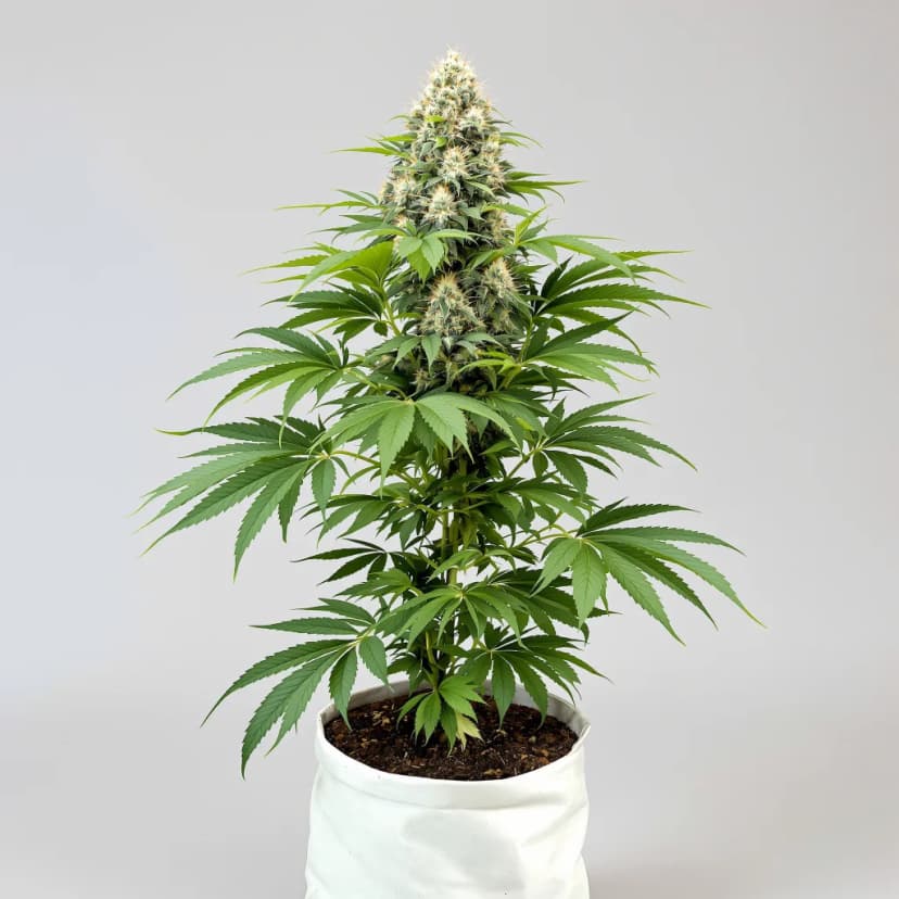 Blue Zombie autoflower cannabis plant