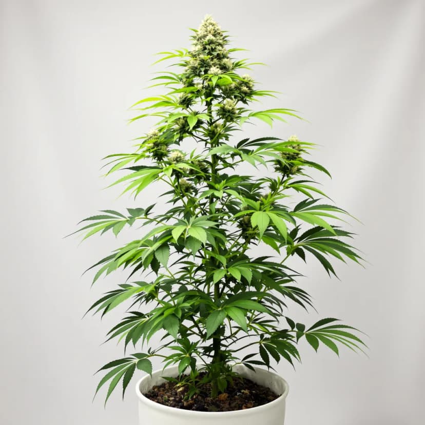 Blue Zushi feminized cannabis plant