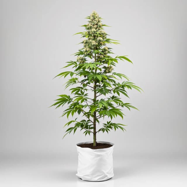 Blueberry AK feminized cannabis plant