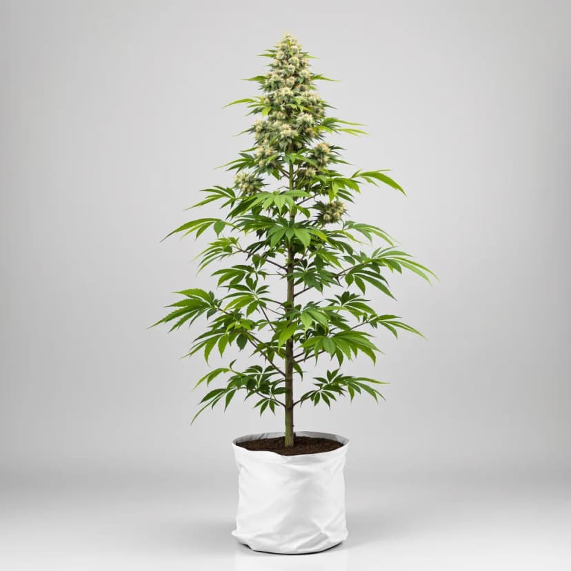 Blueberry AK feminized cannabis plant
