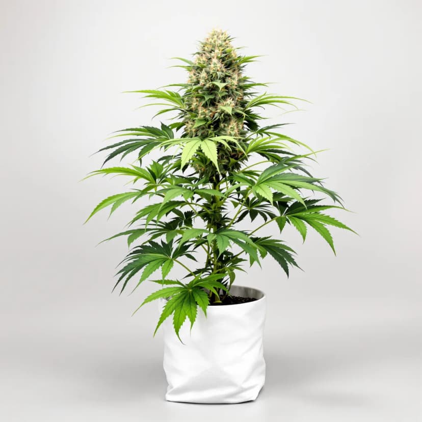 Blueberry Badazz OG feminized cannabis plant