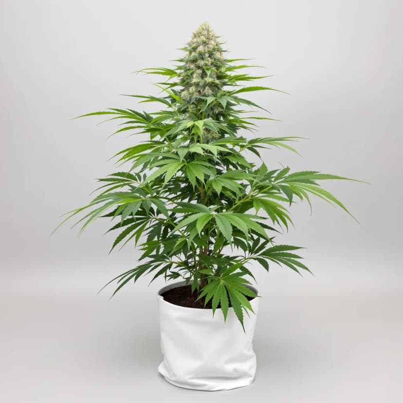 Blueberry Gusto autoflower cannabis plant