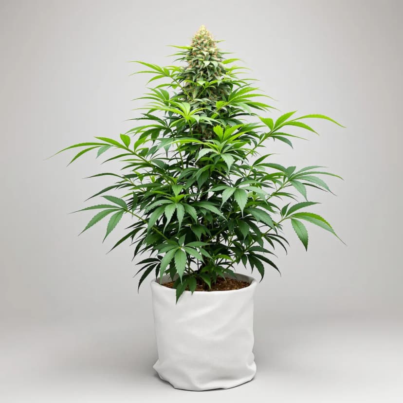 Blueberry Gusto feminized cannabis plant