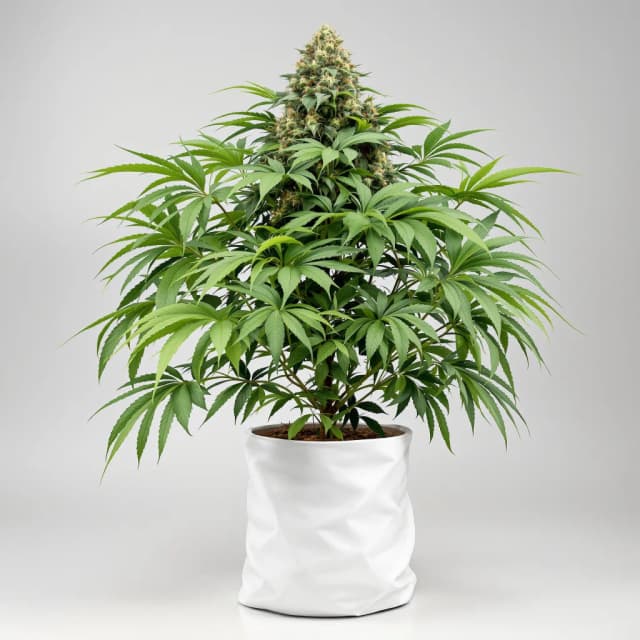 Blueberry Kush feminized cannabis plant