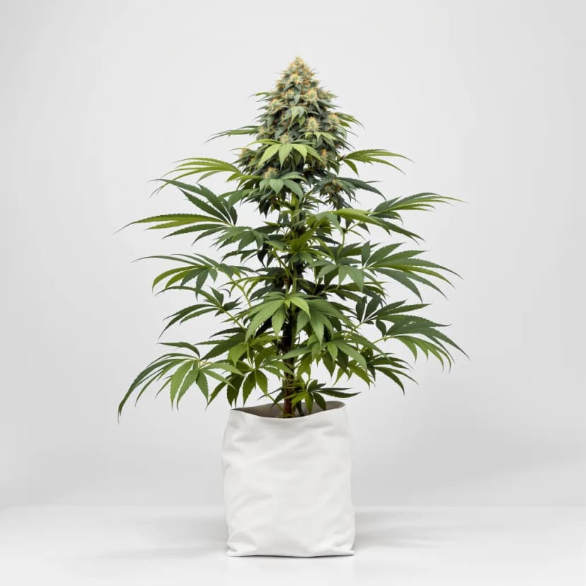 Blueberry Milk feminized cannabis plant