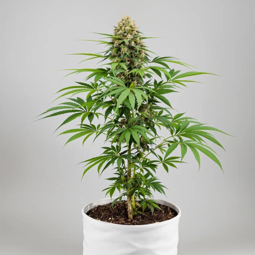 Blueberry Skunk feminized cannabis plant