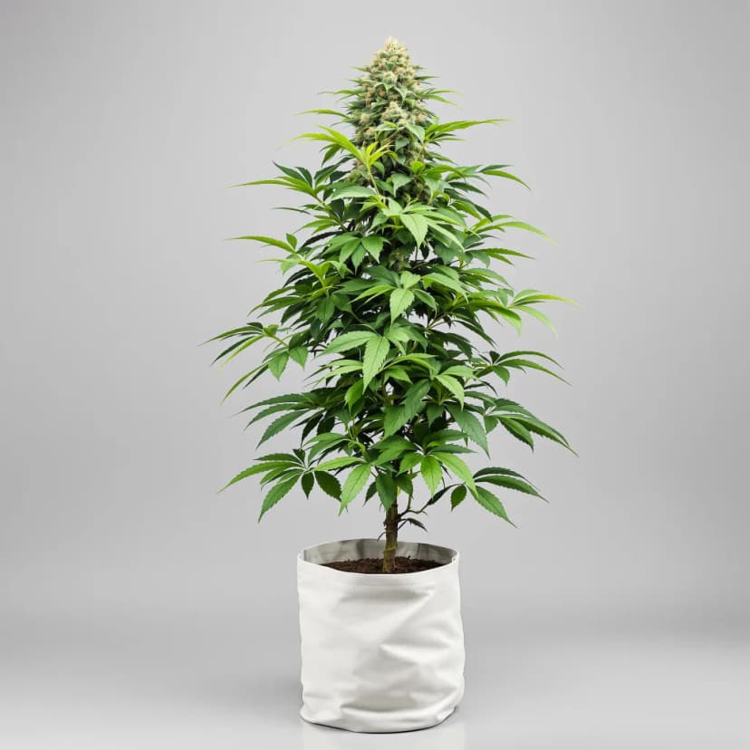 Blueberry Space Cake feminized cannabis plant