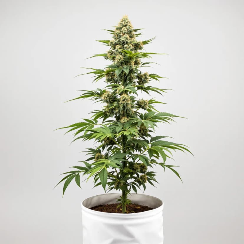 Blueberry Yum Yum feminized cannabis plant