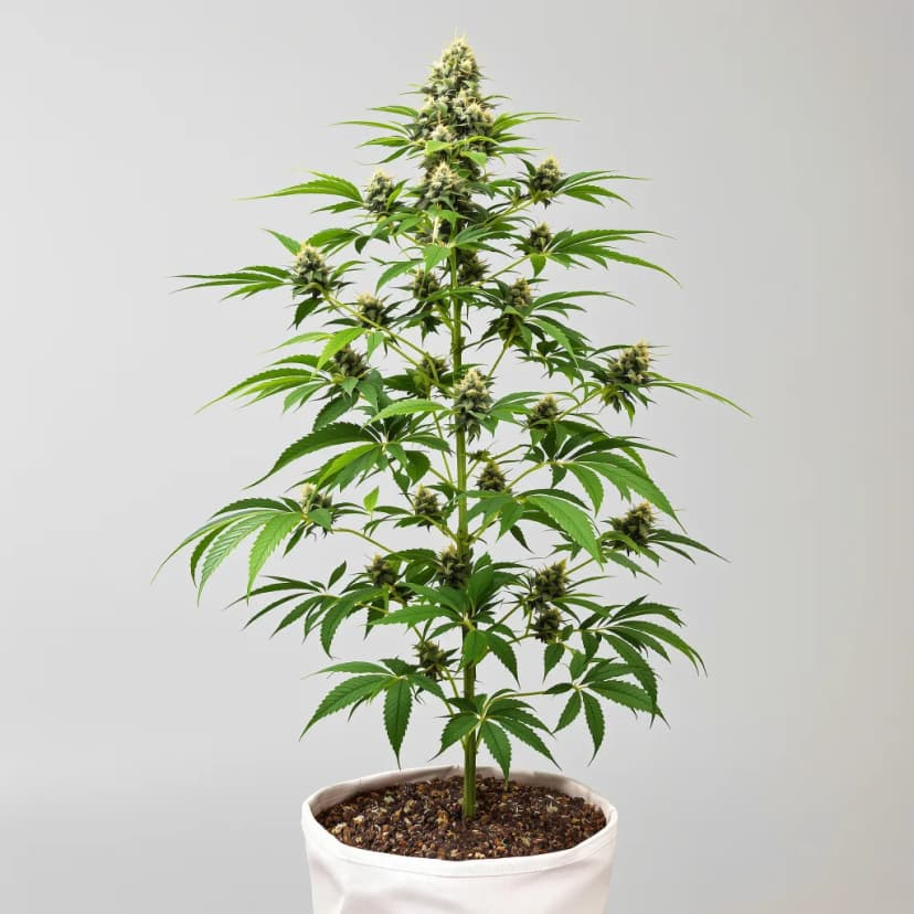 Bluniverse feminized cannabis plant