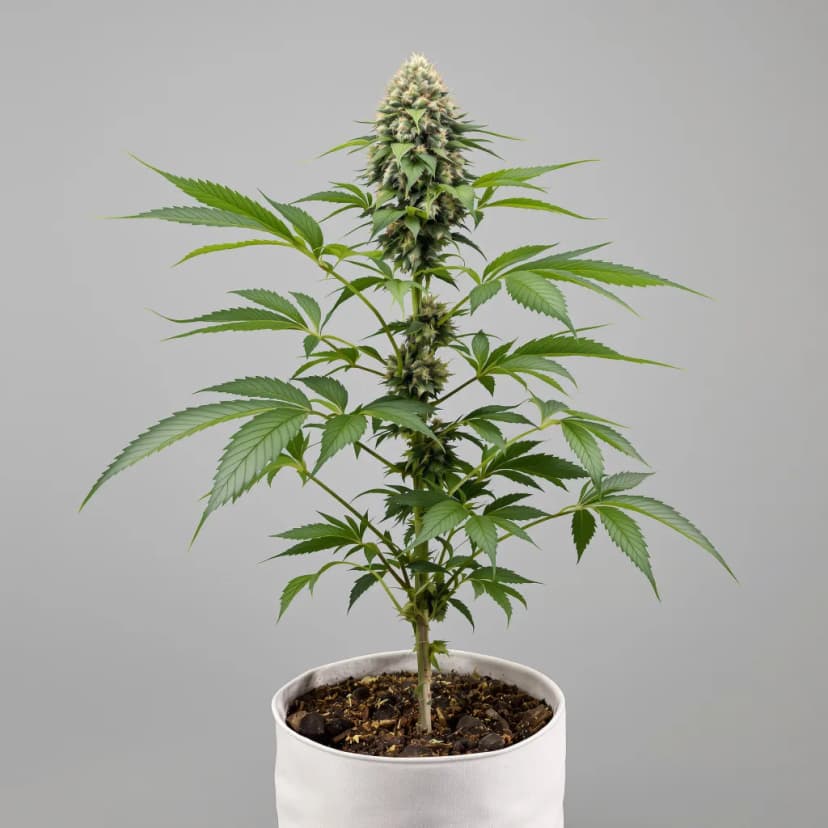 Brains Damage feminized cannabis plant